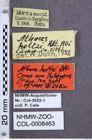 Etikette zu Athous (Orthathous) holtzi (Reitter, 1905) (NHMW-ZOO-COL-0008463)